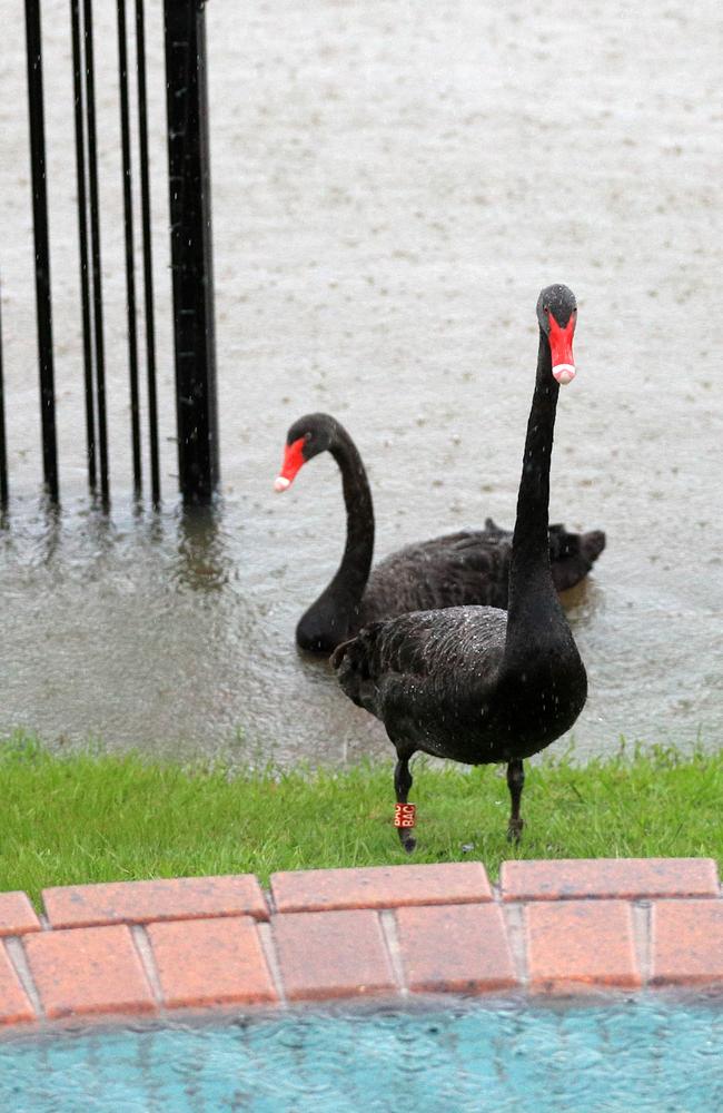 A pair of black swans make a back yard visit on Nineteenth Ave Lake Elanora after rising flood water breaks the banks of the Lake due to torrential rainfall on the Gold Coast. Picture: NCA NewsWire / Scott Powick