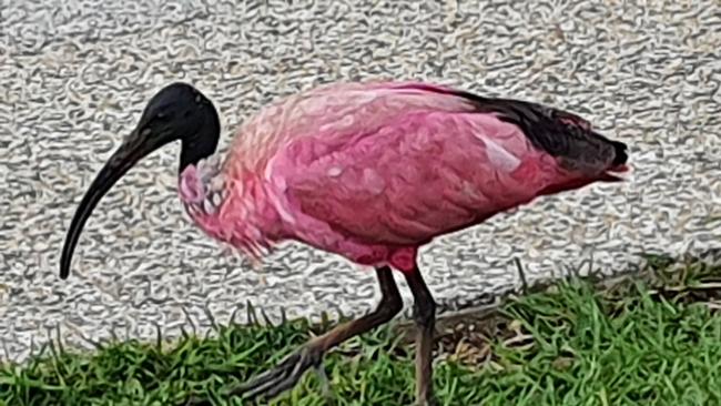 Norm Farmer snaps the pink ibis in April.