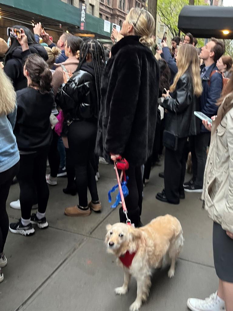 This dog is all of us who aren't that fussed. Picture: Benedict Brook