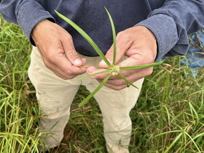 Weed nightmare: MP demands action as Navua sedge chokes NQ farms