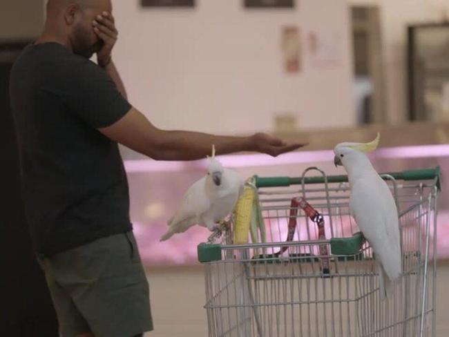 Mickey the cockatoo rescued after four weeks trapped in Coles supermarket