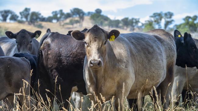 Beff cattle industry news and analysis is a mainstay of The Weekly Times. Picture: Zoe Phillips