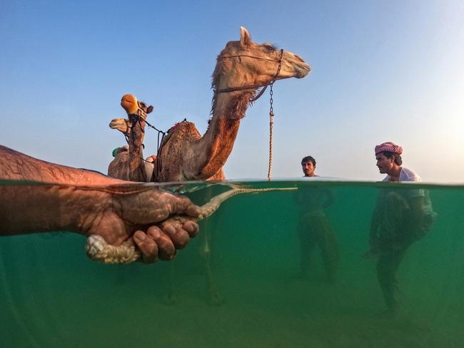 In the UAE’s Umm al Quwain, handlers take their camels into the sea for a bath every winter to help rid them of parasites. Despite being an age-old Arab tradition, this practice is becoming less frequent due to the development of new hotels and resorts along the coastline. Picture: Shyjith Onden Cheriyath