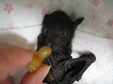 ANIMALS:    Baby Rescue Bat Gets Fed   September 22