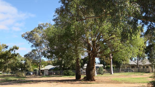 A boab tree on the site is set to stay, according to development plans filed by Melanka. Picture: Gera Kazakov.