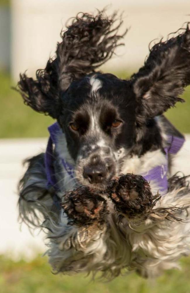 Cocker spaniel Olive, 3 in action. Picture: Meredith Pokarier/Facebook