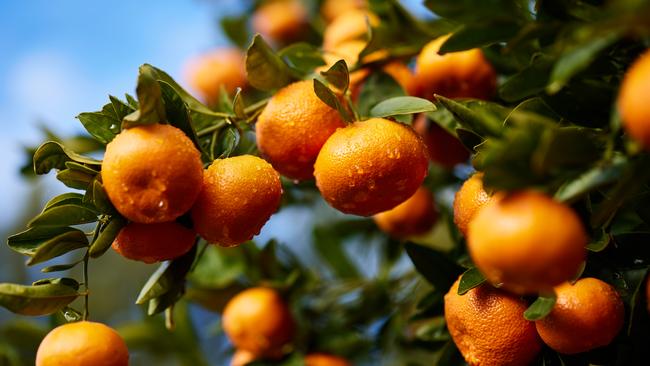 Moora Citrus Group produce a wide range of citrus varieties including Nectar Mandarin, Imperial Mandarin and Afourer Mandarins.