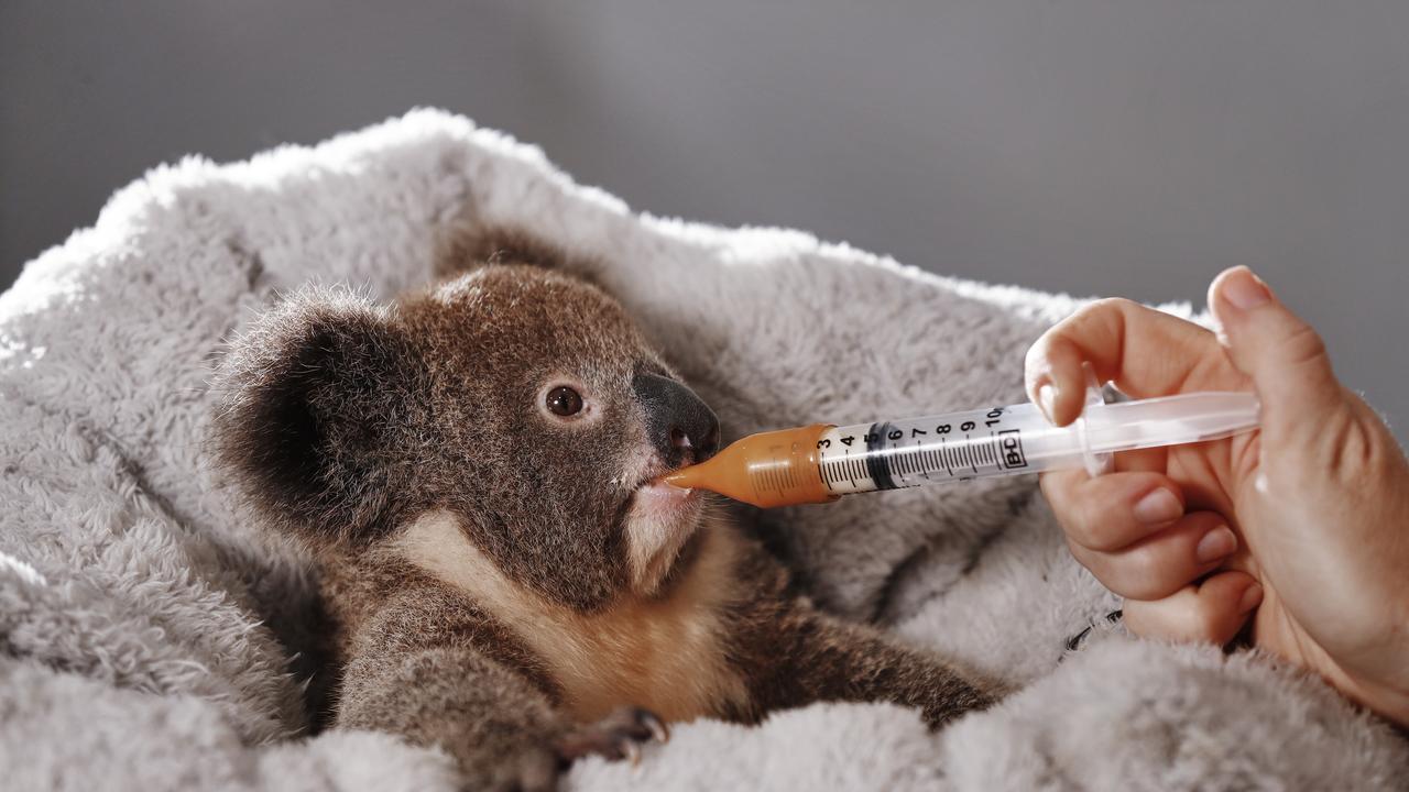 Featherdale Wildlife Park’s managing director has seen the impacts of the bushfires on our native fauna first-hand. Pictured is joey Cass, being fed by Kylie Zaia at Featherdale. Picture: Sam Ruttyn.