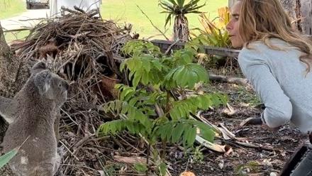 Bilambil Valley's Jasmin Dorrington being visited by "Penny" the koala after deciding to plant around 6000 koala food trees to create a koala corridoor on her property.