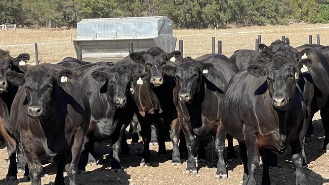 Cattle on Geoff Pearson's property in Western Australia.