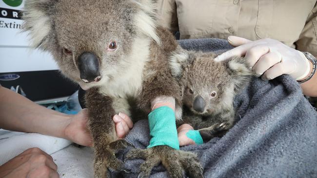 Dr Meg Curnick said it was likely Jellybean sheltered from the conditions by hiding beneath his mum or latching on to her front. Picture: Alex Coppel