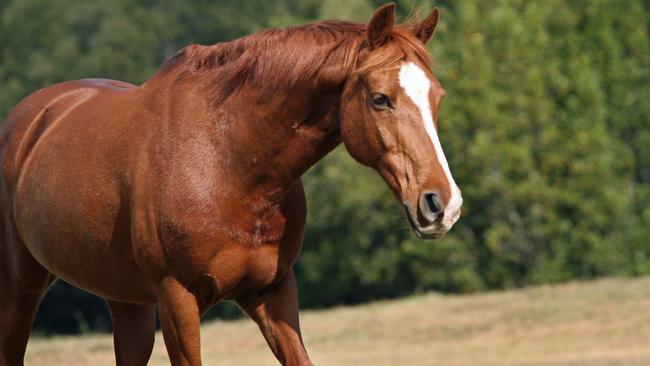 A bullet has been discovered lodged in the shoulder of a horse in a Thirlmere paddock (file image)