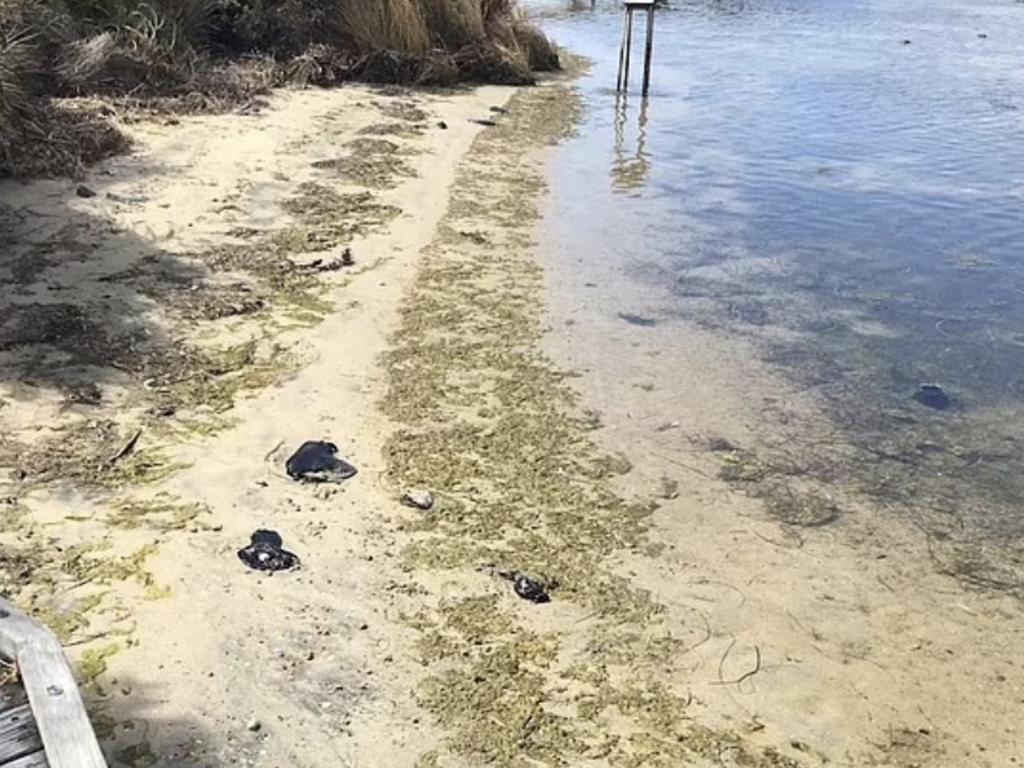 Reports of sea hares have been found across the nation, including NSW, Tasmania and WA.