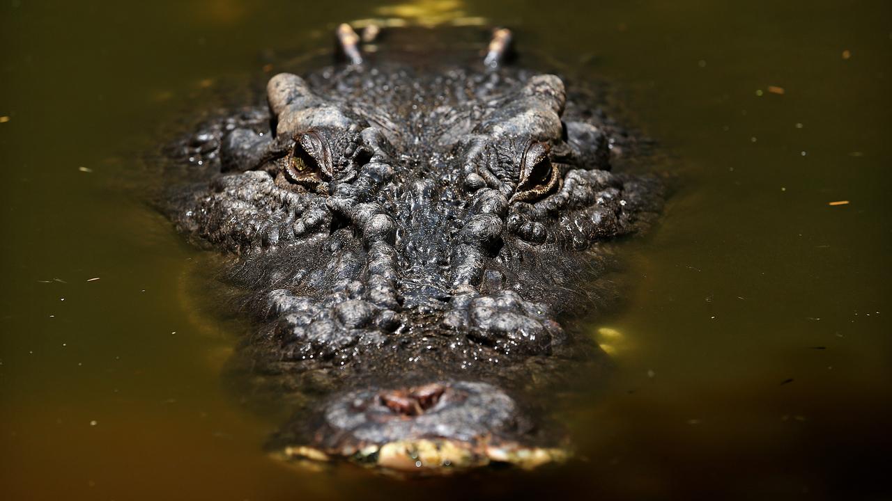 Cassius, named the world's biggest crocodile by Guinness World Records in 2013, died on Saturday in QLD.