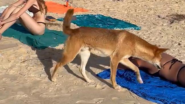 A dingo on K'gari bit a French tourist while she was sunbathing in June.