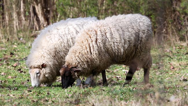 Sheep grazing on Ms Patterson’s property. Picture: Ian Currie