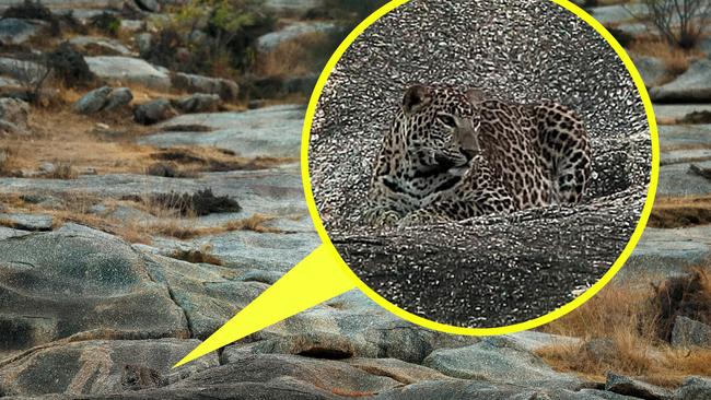 Did you spot him? Picture: Caters.