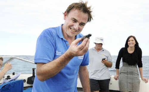 Bon voyage: Keith Williams, from the Ballina-based Australian Seabird Rescue, holds one of the endangered loggerhead turtle hatchlings released into the ocean off Ballina yesterday after being rescued from beach nests in the Byron Shire a month ago. Picture: Doug Eaton