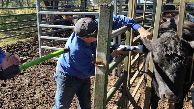 The cattle stolen by Christopher Stephen were retrieved near Windsor. Picture: NSW Police Rural Crime Prevention Team