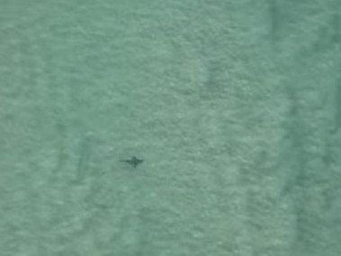 Shark spotted in waves at Bureligh Beach. Picture Instagram.JPG