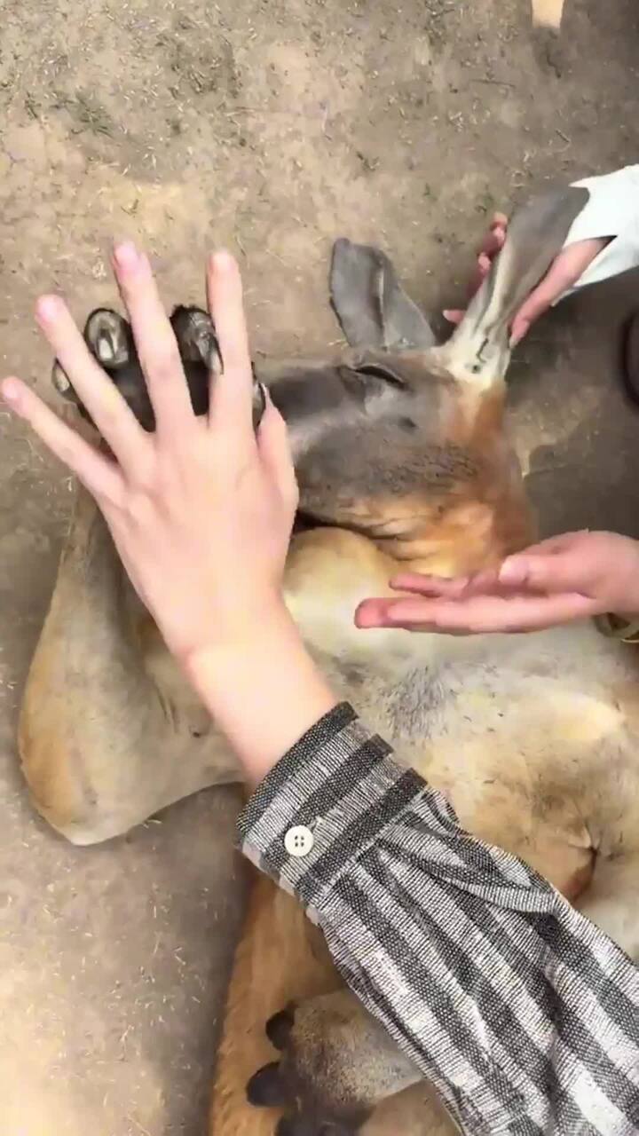 Zoo suspected of ‘drugging’ roos