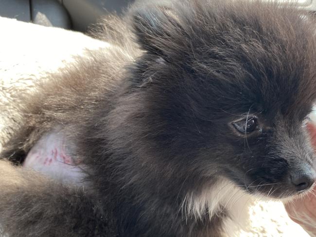 Bear, a 10-week-old pup, from Frenchs Forest, who was caught in the mechanism of a recliner and had to be rescued by firefighters. Picture: Supplied.