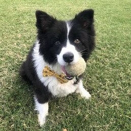 Gold Coast's cutest dogs: Bonnie. Submitted by Breeanna Page.