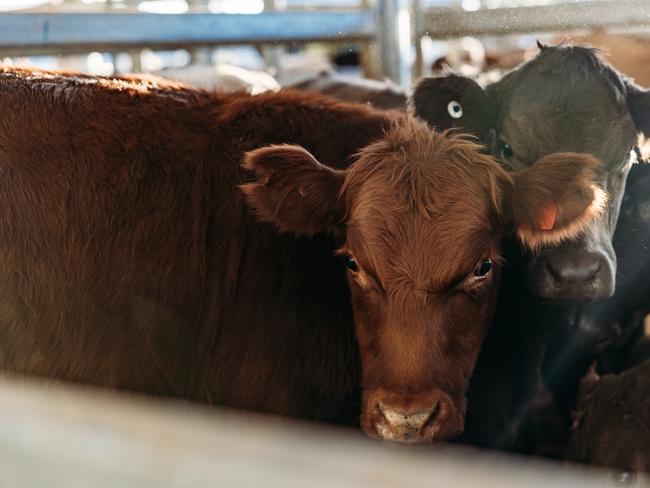 Dalby Saleyards 14/1/25