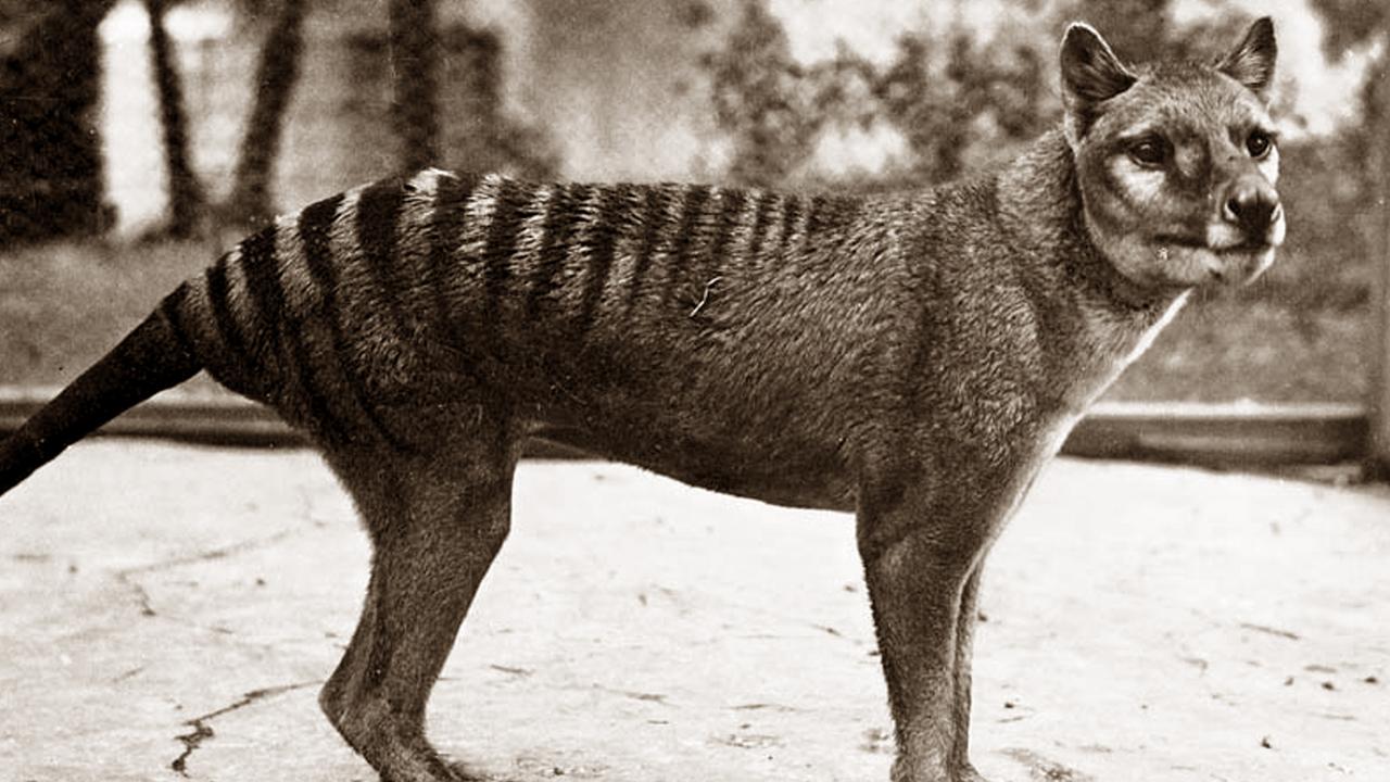 Hunt for Truth: Tim Noonan’s new documentary on Tasmanian tiger | The ...