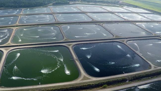 The existing Seafarms prawn farm at Cardwell in far north Queensland.