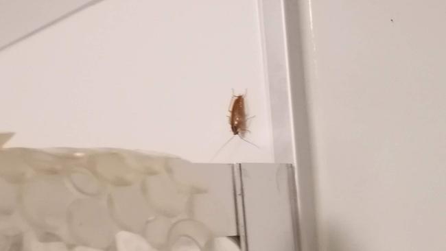 A cockroach inside former Smith Collective resident Stanley Campbell's apartment. Picture: supplied