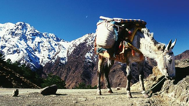 Superb views, donkeys ... life is pretty darn good high up in Morocco. Picture: Intrepid Travel