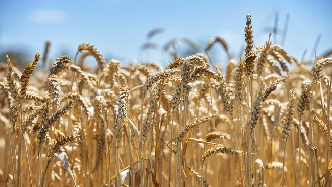 Monthly wheat export earnings have more than tripled over the past year. Picture: Zoe Phillips