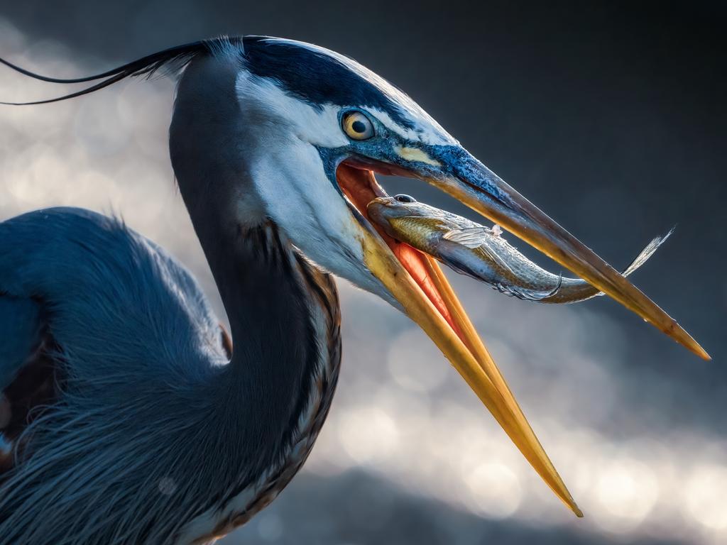 A great blue heron swallows its early morning catch in Madison, Alabama. Picture: Christopher Baker