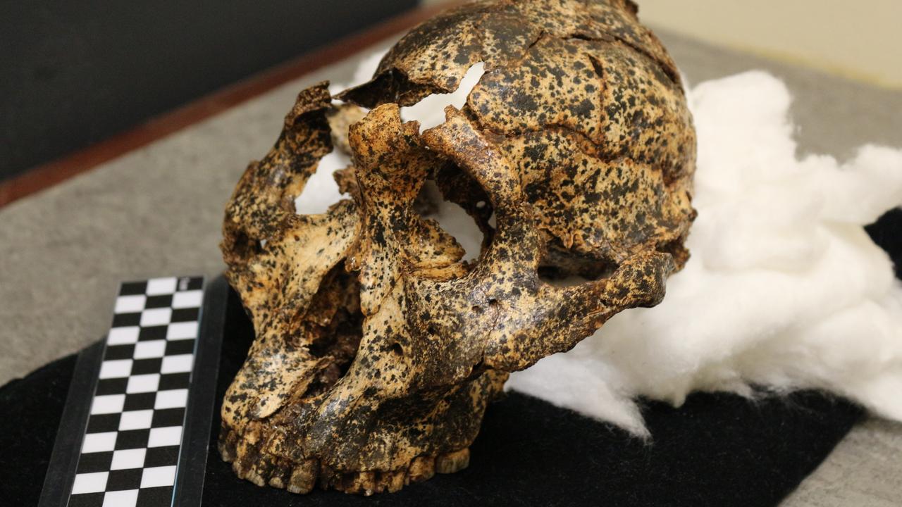 DNH 155, the fossilised skull of a Paranthropus robustus male. Picture: LaTrobe University