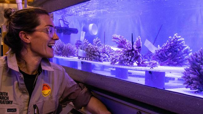 Dr Kate Quigley monitors the coral at the Minderoo Exmouth Research Laboratory. Picture: Carly Keech