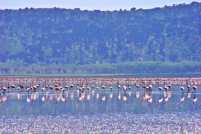 <strong>LAKE NAKURU, KENYA</strong> <p>Flamingos flock to Lake Nakuru due to its abundance of blue-green algae / Flickr user Tambako-the-Jag</p>