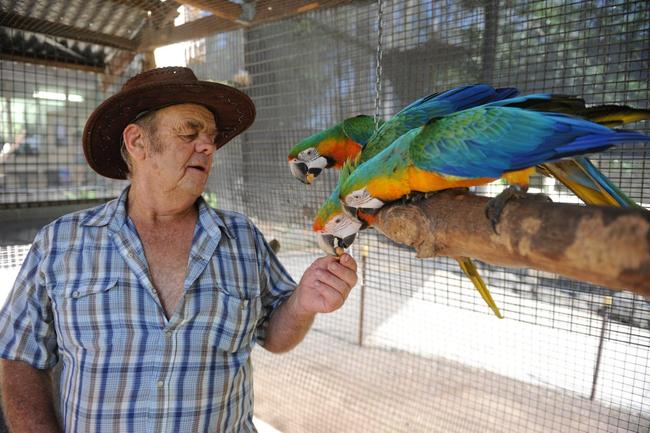 COLOURFUL CHARACTERS: New owner of the Flying High Bird Sanctuary Des Watts feeds three Macaws at the Apple Tree Creek aviary. Photo: Mike Knott / NewsMail. Picture: Mike Knott