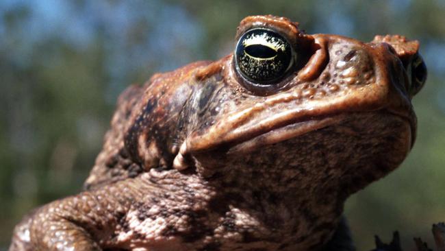 A generic picture of a cane toad.