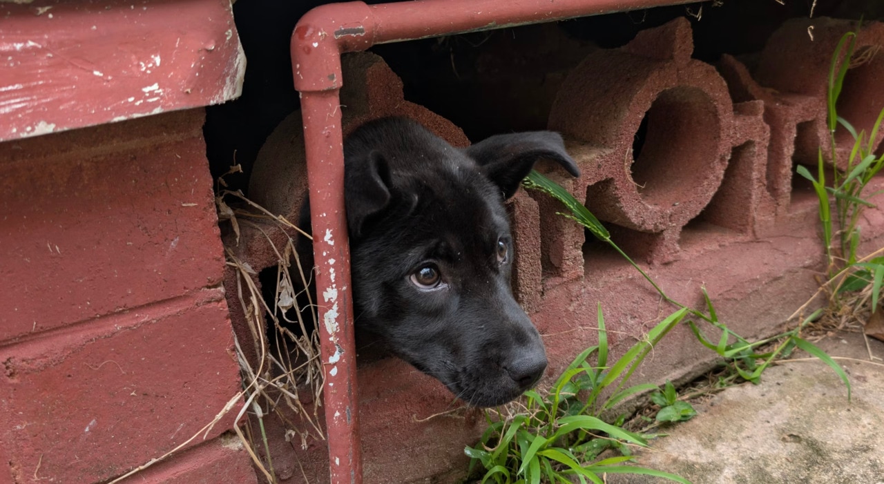 Firefighters free a trapped puppy