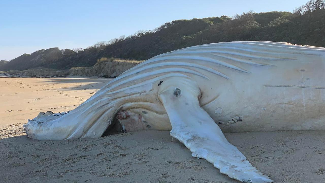 are dogs allowed on whale beach