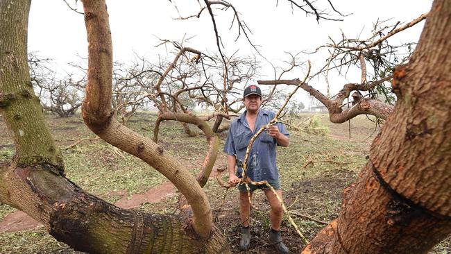 File photo of damage from a former severe storm which hit parts of the Fraser Coast – Yengarie farmer Steve Miller among the avocado trees stripped bare by the hail and wind.