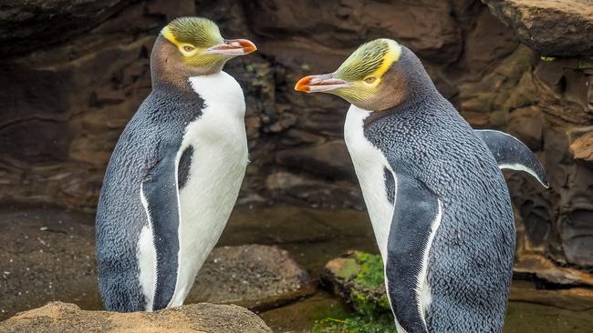 Yellow Eyed Penguins are in the wild. Picture: iStock