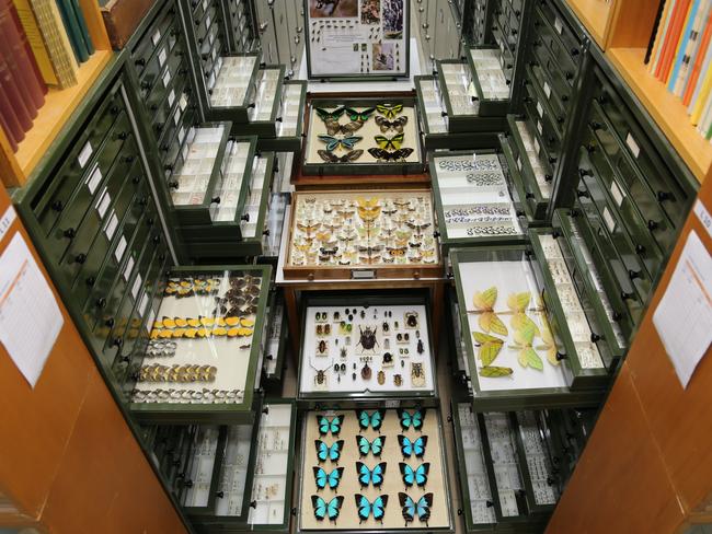 Just some of the specimens at the CSIRO Australian National Insect Collection. Picture: CSIRO