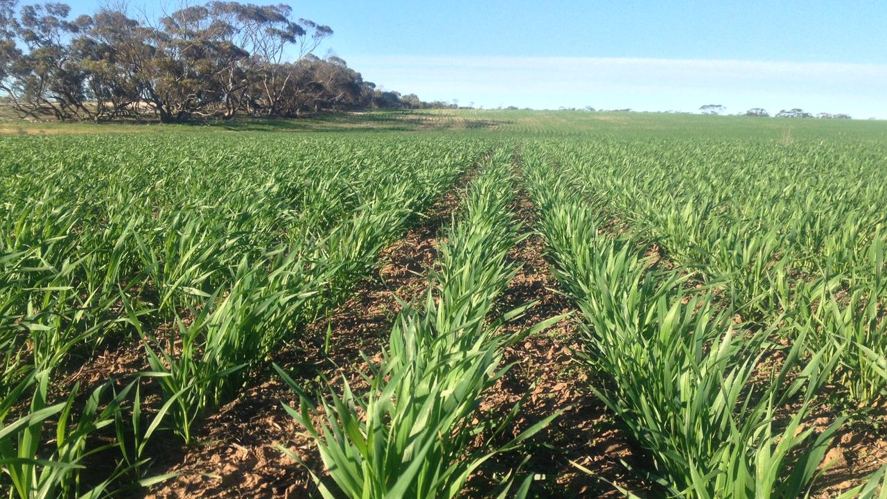 Paroo Pastoral Company cropping aggregation on the Eyre Peninsula. Picture: File