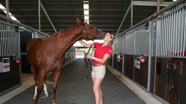 Strapper Jordie Pryor, 24, from Torryburn stud in the Hunter Valley, with a Miss Interiors/ Capitalist yearling entered in the Inglis Easter sales. Picture: Britta Campion