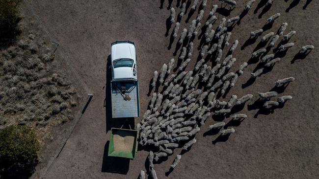 Sheep farmer Dan Boland has been forced to hand feed his sheep since dry conditions decimated his paddocks. Picture: Jake Nowakowski