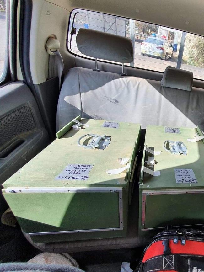 Plains Wanderers birds being transported from Werribee Zoo to Adelaide – they were pushed over the border with a broom.