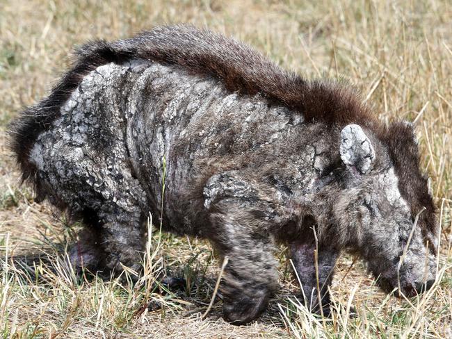 A blind mange-infected wombat. Picture: CHRIS KIDD