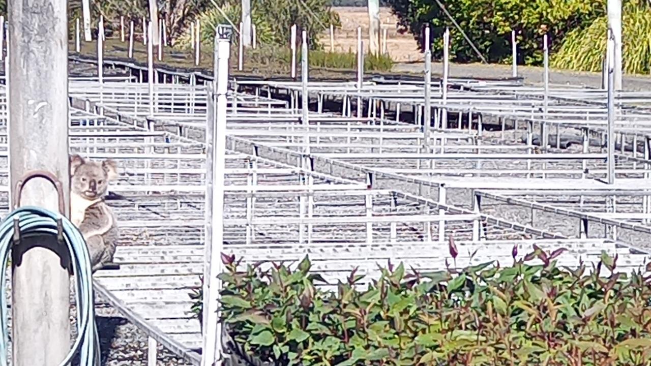 The culprit was initially thought to be a possum. Picture: Eastern Forest Nursery/Saturday Telegraph